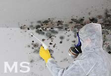 Mold Remediation Classes